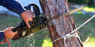 Best Tree Health Inspection  in Racine, WI