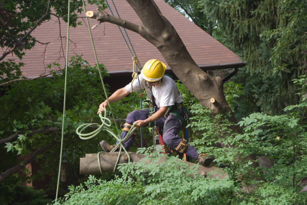 Best Tree Maintenance Programs  in Racine, WI