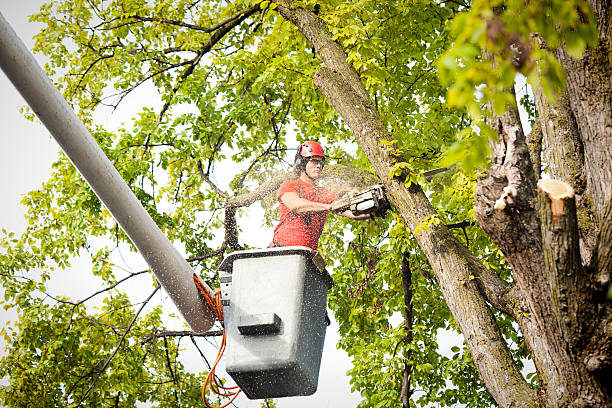 Best Storm Damage Tree Cleanup  in Racine, WI